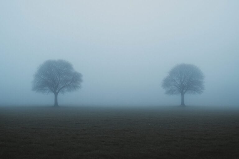 Two trees in the mist representing a couple trying to communicate using Gottman tools.