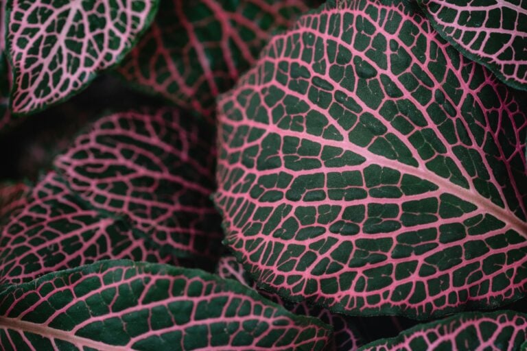 Detailed close-up of vibrant pink and green Fittonia leaves showcasing intricate patterns.