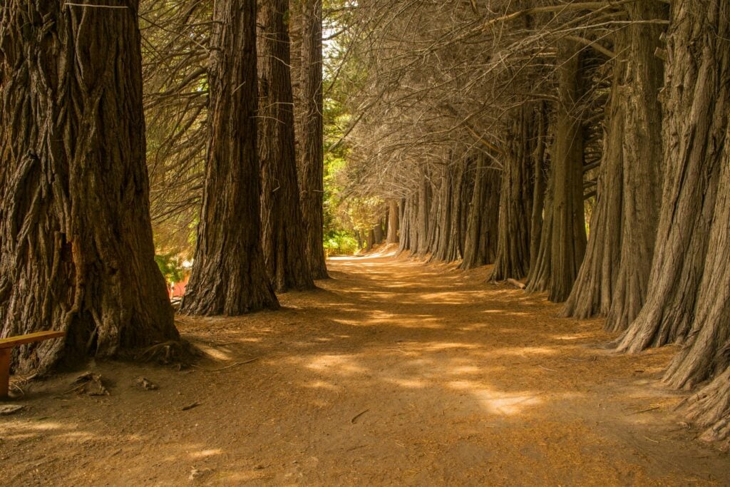 Scenic path lined with towering redwood trees in a sunlit forest, ideal for nature walks.