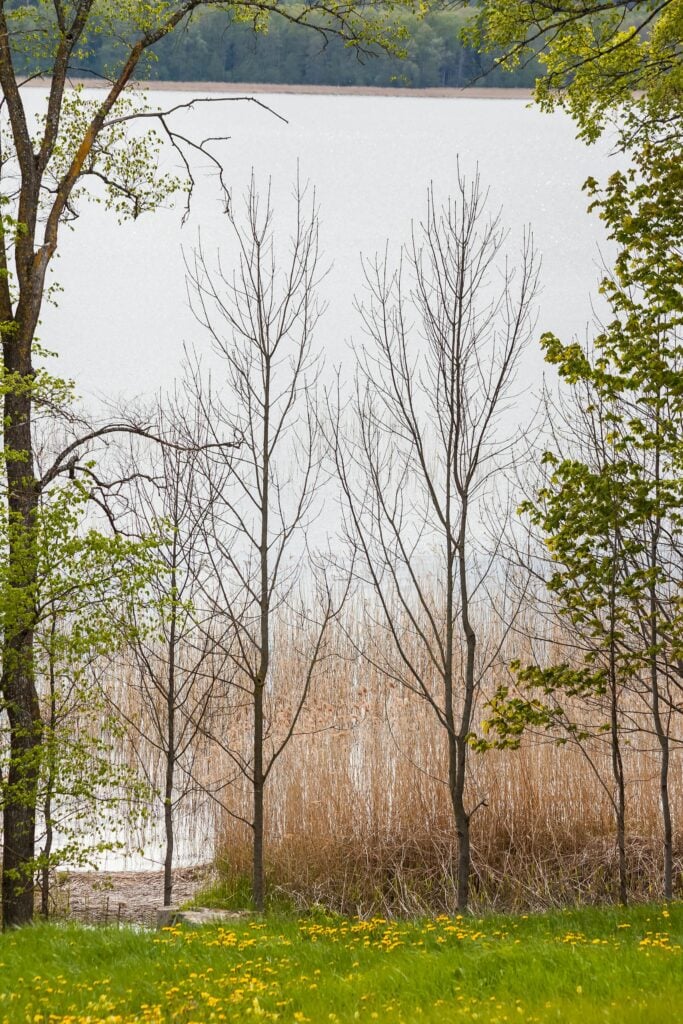 Tranquil scene of trees by a lake in spring, featuring budding greenery and calm waters.