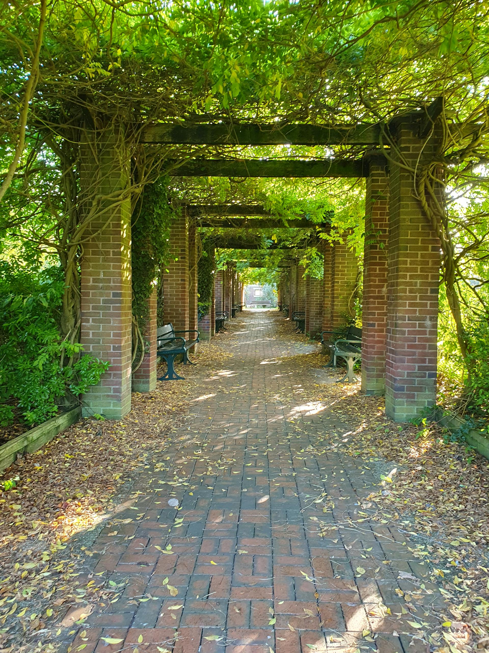 Serene brick pathway under a green pergola in Tamworth, England, ideal for garden lovers.