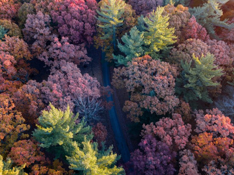 Beautiful aerial shot capturing vibrant autumn foliage in Richfield Township, Michigan.